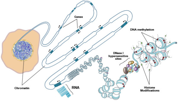 Las 'firmas epigenéticas' pueden producirse de dos maneras. Una es la metilación, es decir, la unión de un metilo a una molécula de ADN; la otra es que una serie de marcas químicas se unan a los extremos de las proteínas histonas, que forman la cromatina celular junto al ADN. Imagen: John Stamatoyannopoulos/Rae Senarighi. Fuente: NIH.