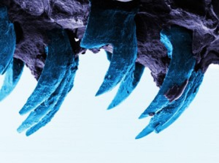 Dientes de lapa, al microscopio electrónico. Fuente: Universidad de Portsmouth.