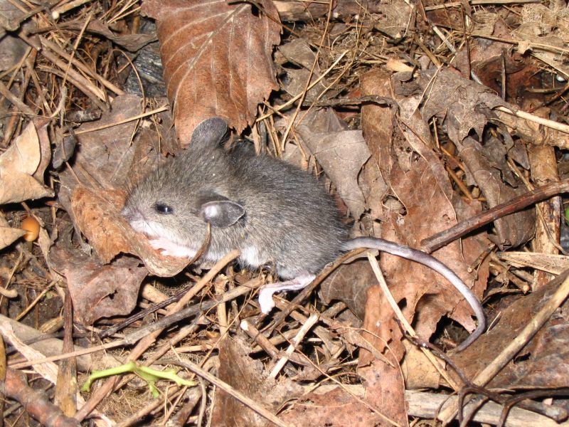 Un ratón con una pata rota. Imagen: ejhogbin. Fuente: Flickr.