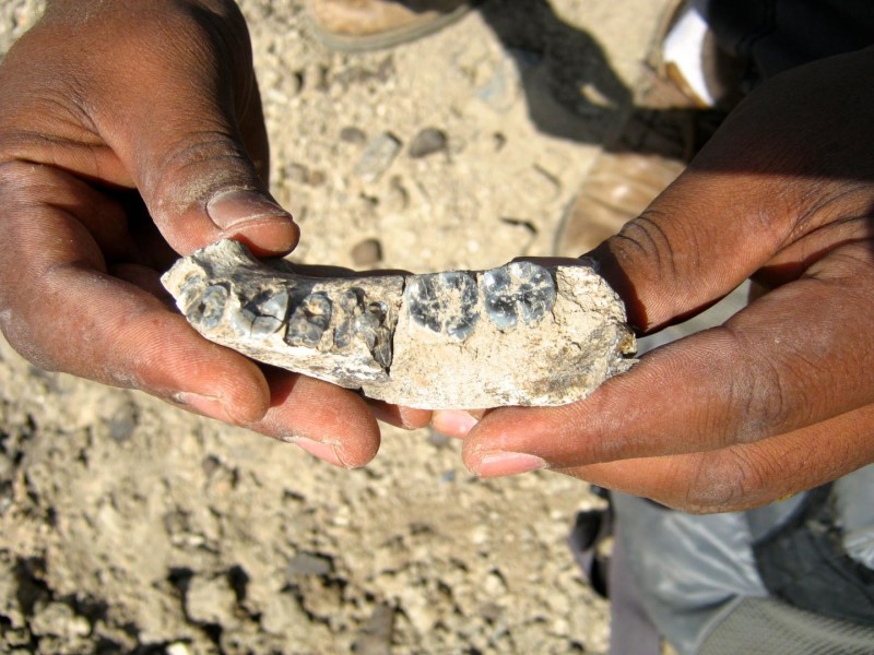 La mandíbula encontrada en Etiopía, sostenida por su descubridor, Chalachew Seyoum. Imagen: Brian Willmoare. Fuente: ASU.