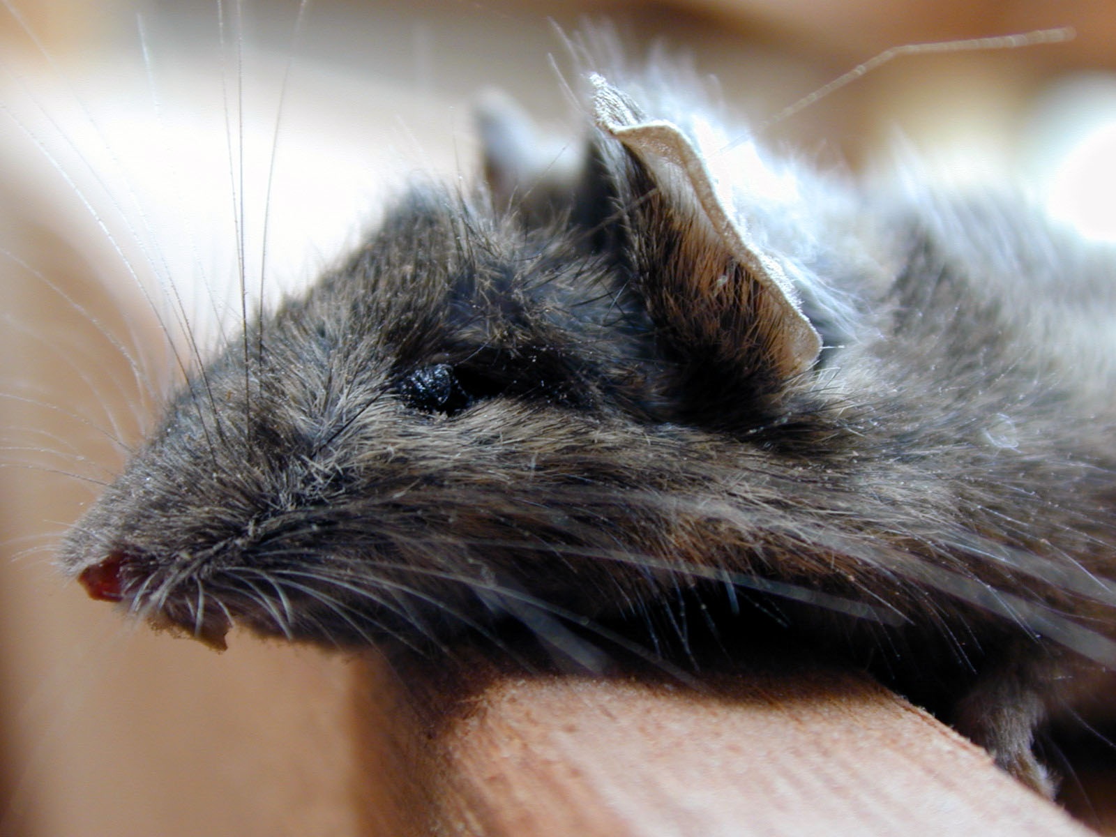 Los ratones muestran beneficios en su salud al utilizar los dos compuestos estudiados. Fuente: ImageAfter.