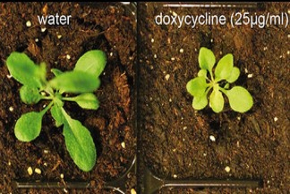 Los antibióticos afectan mucho al desarrollo de la 'Arabidopsis thaliana' (izquierda, con agua sola; derecha, con doxicilina). Fuente: EPFL.
