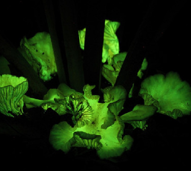 Hongos 'Neonthopanus gardneri' creciendo en la base de una palmera babasu, en Gilbúes (Brasil). Imagen: Michele P. Verderane. Fuente: Universidad de São Paulo.