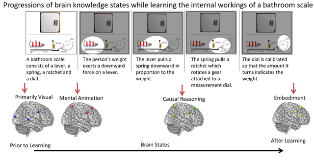 Fases del aprendizaje cerebral. Fuente: Universidad Carnegie Mellon.