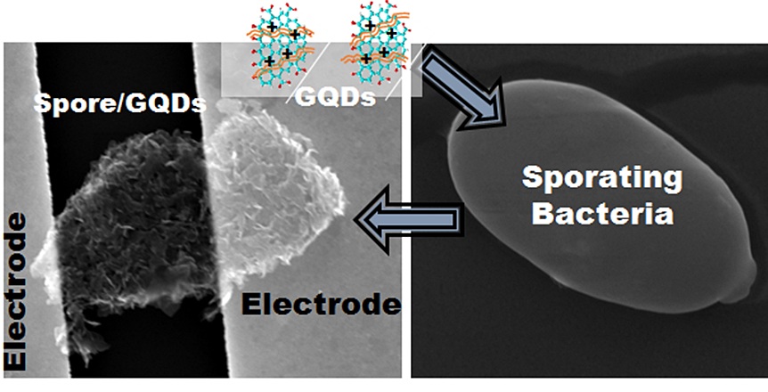 Componentes del nanorrobot fabricado con una espora bacteriana. Imagen: Berry Research Laboratory. Fuente: UIC.