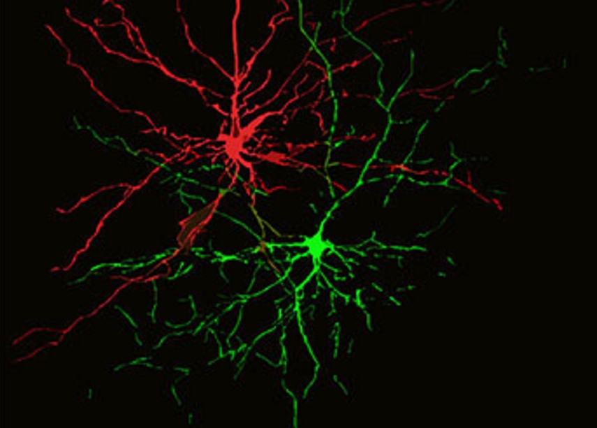 Las vías neuronales para emociones negativas (rojas) y positivas (verdes) a menudo se entrelazan. Imagen: Praneeth Namburi et al. Fuente: NIH.
