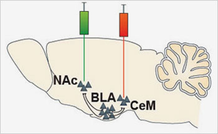 Los investigadores inyectaron marcadores verdes y rojos para analizar las dos vías a las que lleva el cruce de caminos de la amígdala basolateral (BLA): el centro de recompensa núcleo accumbens (NAc) y el de miedo, amígadala centromedial (CeM). Imagen: Praneeth Namburi et al. Fuente: NIH.