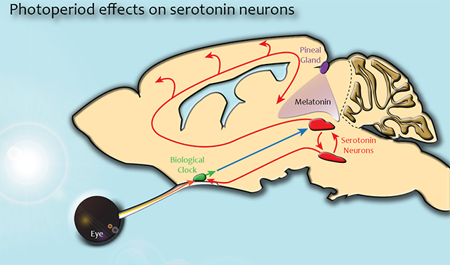 Vínculos entre el sistema cerebral de la serotonina, el reloj circadiano y la glándula pineal relacionados con el trastorno afectivo estacional y otros problemas. Imagen: Chris Ciarleglio. Fuente: Universidad de Brown.