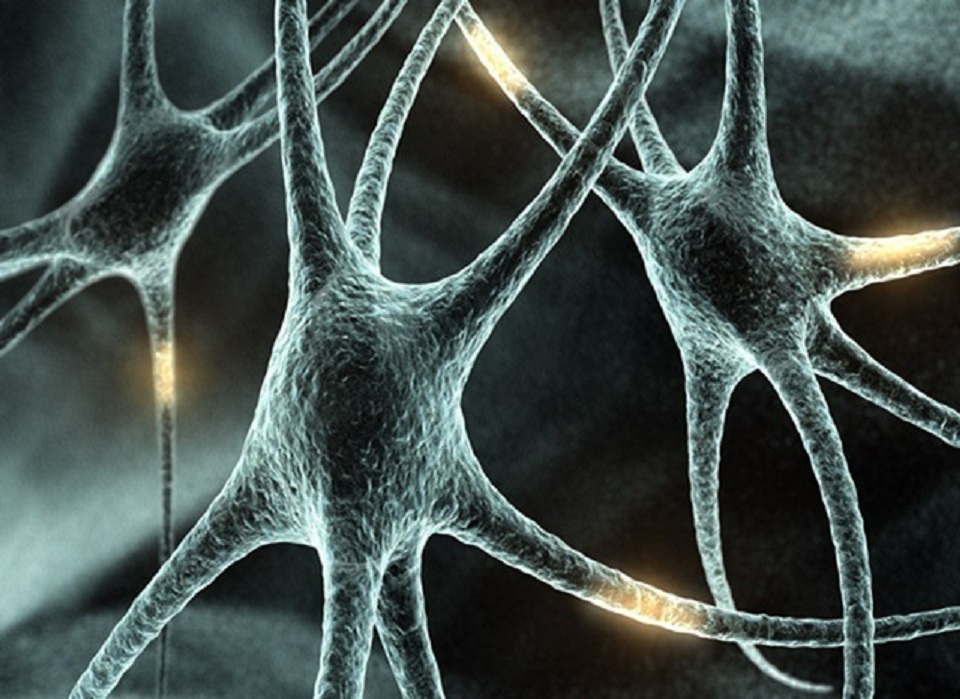 Neuronas en activo. Fuente: PhotoXpress.