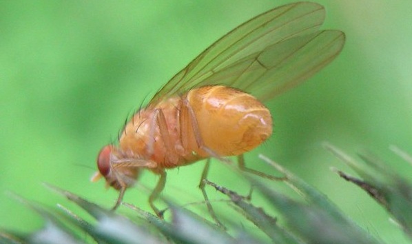 Drosophila menalogaster o mosca de la fruta. Fuente: Wikimedia.