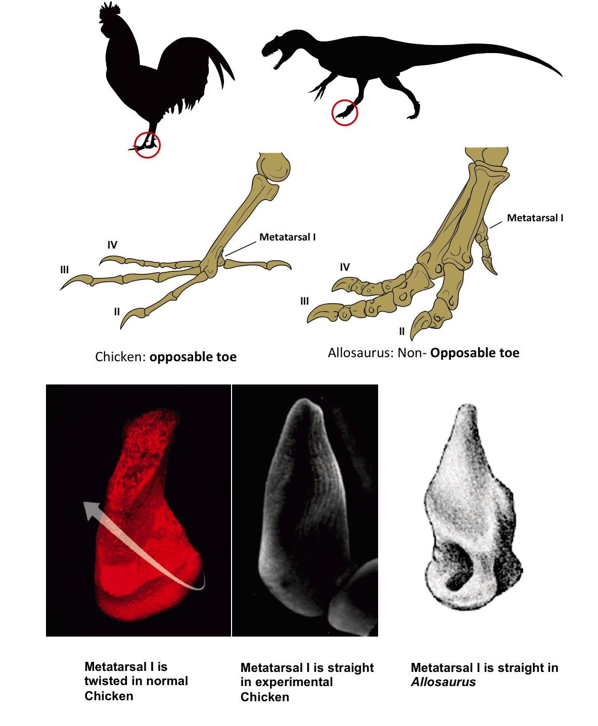 El dedo oponible en las aves y en los dinosaurios. Fuente: AlphaGalileo.