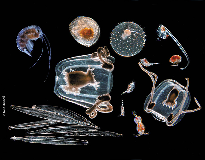 Microorganismos marinos. Fuente: CSIC.
