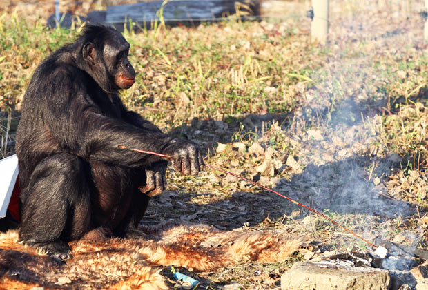El bonobo (chimpancé pigmeo) Kanzi cocina un malvavisco en una reserva. Imagen: Laurentiu Garofeanu. Fuente: Barcroft USA