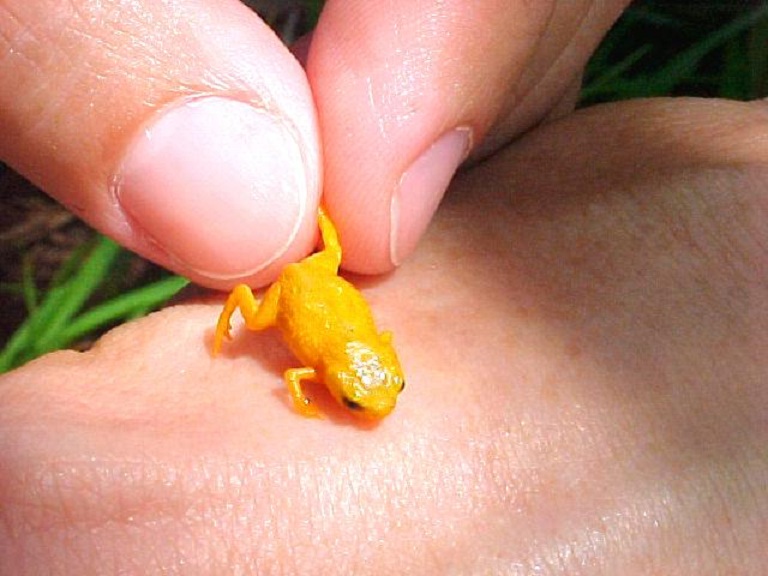 Una de las especies de rana en miniatura halladas en Brasil. Imagen: Luiz Fernando Ribeiro. Fuente: CC BY SA/Eurekalert!