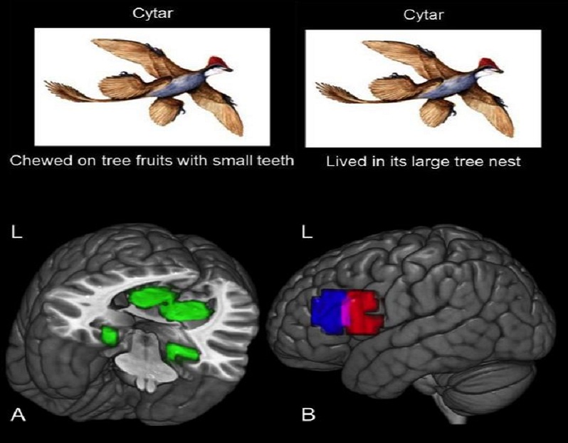 Patrones de actividad cerebral vinculados a dos nuevos conceptos. Fuente: CMU.
