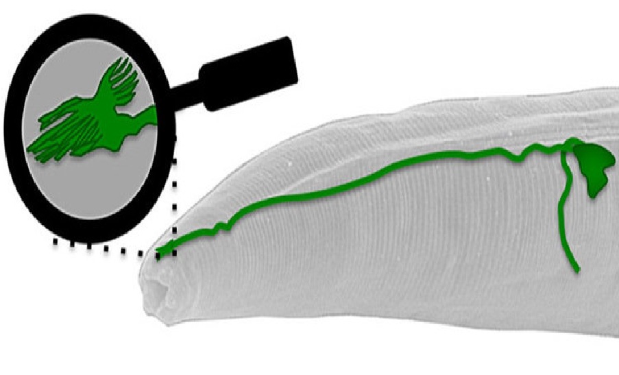 El sensor con forma de antena se encuentra al final de una neurona en el extremo de la cabeza del gusano C. elegans. Imagen: Andres Vidal-Gadea. Fuente: Facultad de Ciencias Naturales de la Universidad de Texas en Austin.
