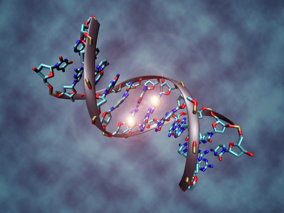 Representación de una metilación de ADN, uno de los procesos epigenéticos más conocidos. Imagen: Christoph Bock (Max Planck Institute for Informatics). Fuente: Wikimedia Commons.