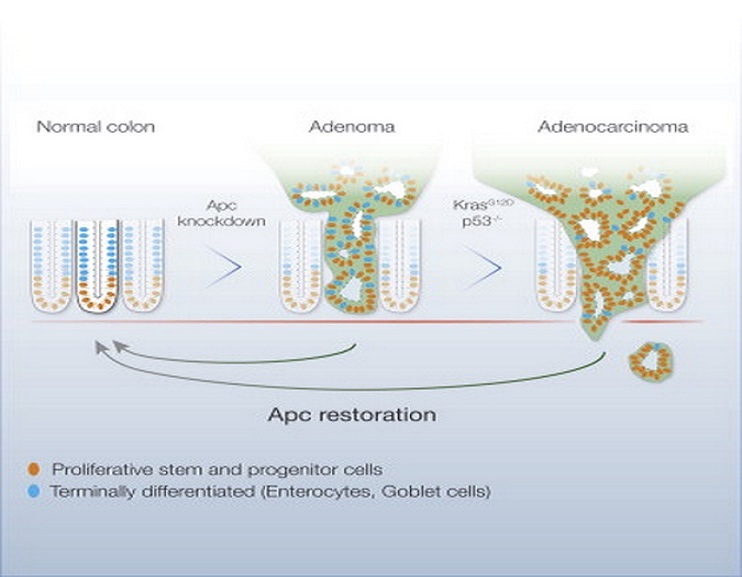 Esquema del proceso de supresión y reactivación del gen APC para el tratamiento de cáncer de colon. Imagen: Facultad de Medicina Weill Cornell