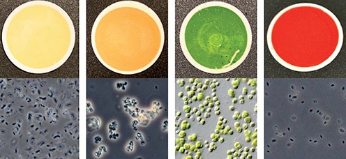 Cuatro de las 137 muestras de microorganismos utilizados para definir biofirmas para el catálogo de la Universidad de Cornell (EEUU). En cada panel, la parte superior es una fotografía de la muestra y la parte inferior una micrografía (versión de la imagen superior aumentada 400 veces). Fuente: Universidad de Cornell.