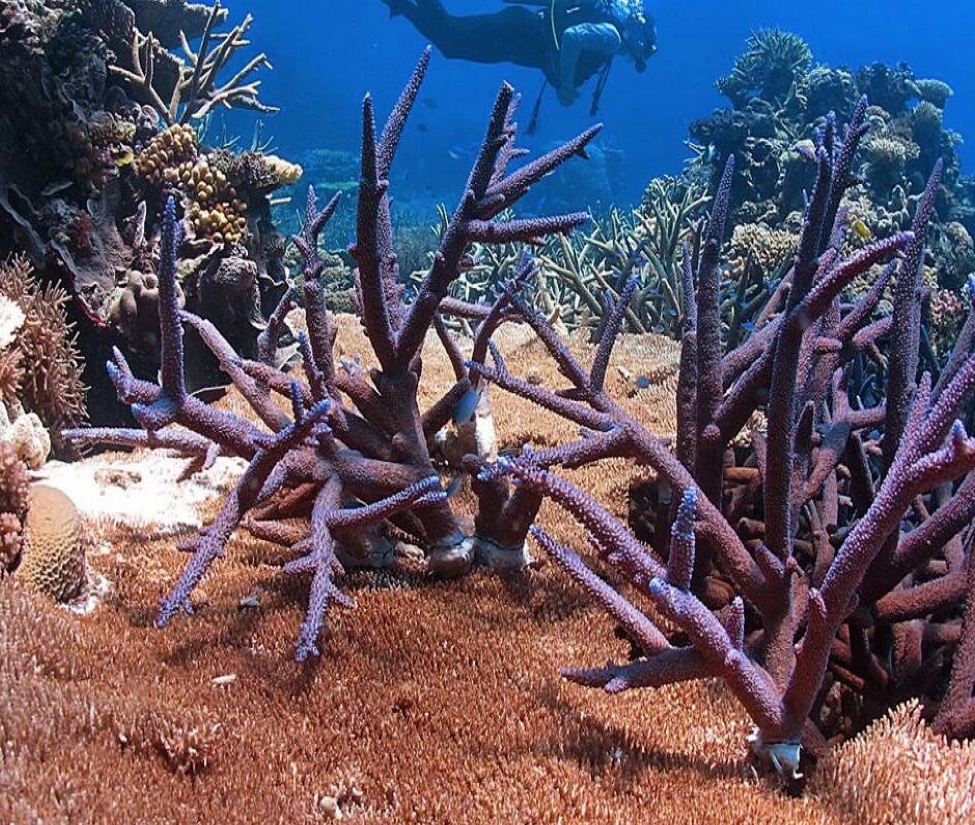 Corales de la Gran Barrera Australiana. Fuente: Universidad de Texas en Austin.