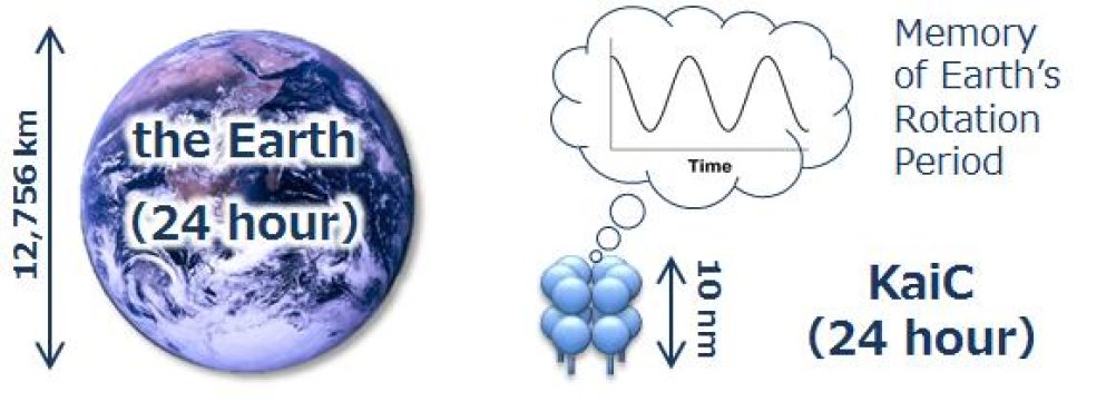 La Tierra y el reloj circadiano de la proteína KaiC. Fuente: IMS/NINS.