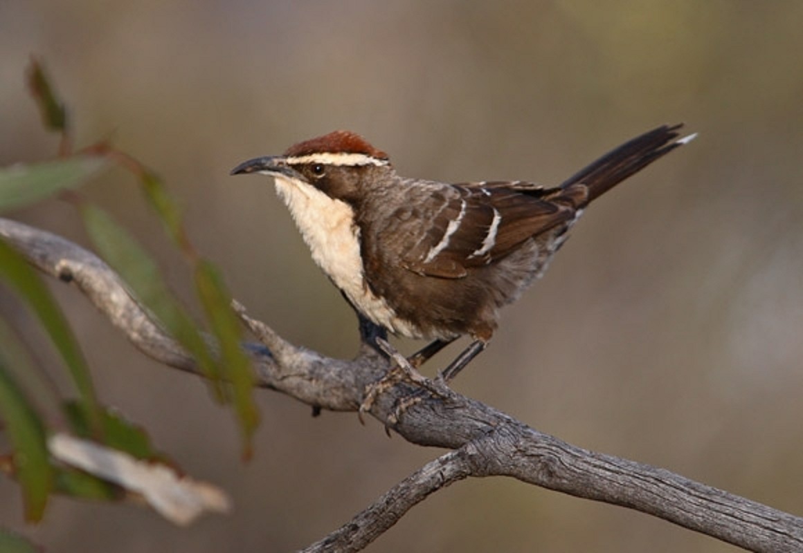 Un gárrulo coronirrufo o ‘Pomatostomus ruficeps’. Imagen: Chris Tzaros. Fuente: http://birdlife.org.au/bird-profile/chestnut-crowned-babbler (Wikimedia Commons).