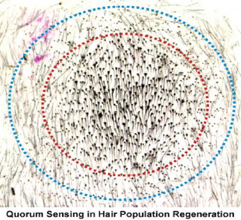 'Quorum Sensing' en regeneración capilar. Imagen: Cheng-Ming Chuong. Fuente: Eurekalert!