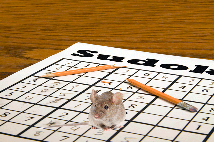 Los ratones con actividades tienen menos tendencia al abuso de drogas. Imagen: Emily Strange. Fuente: Universidad de Berkeley.
