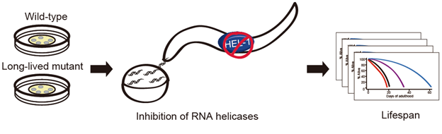 Inhibición de la ARN-helicasa que provoca una mayor esperanza de vida en los gusanos. Fuente: ICB.