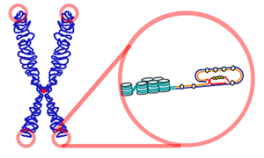 Un cromosoma (izquierda) y un telómero (a la derecha). Imagen: «Telomere». Publicado bajo la licencia CC BY-SA 3.0 vía Wikimedia Commons.