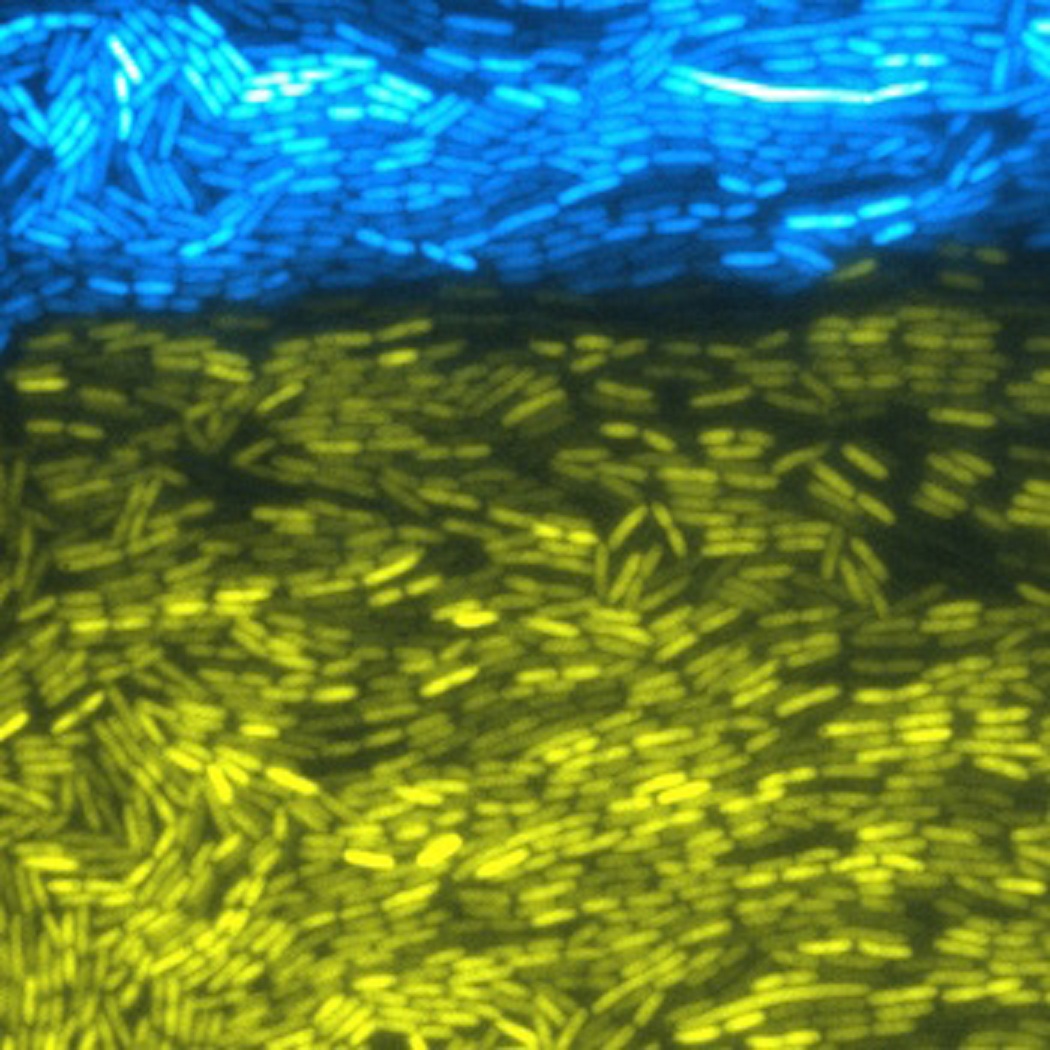Imagen microscópica que refleja a dos cepas de bacterias modificadas sintéticamente cooperando. Imagen cortesía del Bennett Lab. Fuente: Universidad Rice.