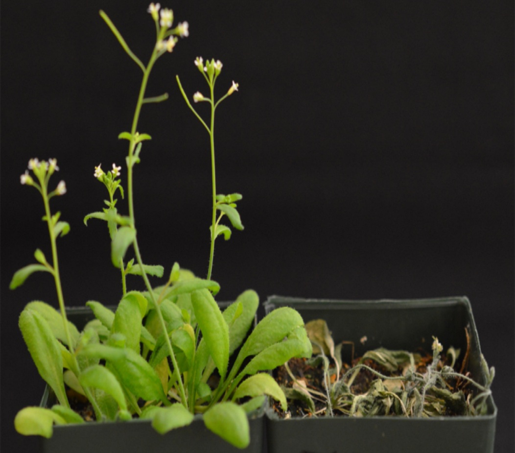 La enzima MDHAR6 es clave para descontaminar plantas de TNT.  Imagen: Sang-Youl Park. Fuente: UC Riverside.