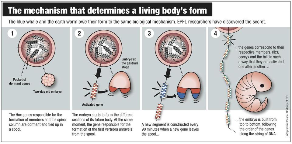 Diagrama del mecanismo de formación embrionaria y la relación de ésta con los genes Hox. Fuente: EPFL.