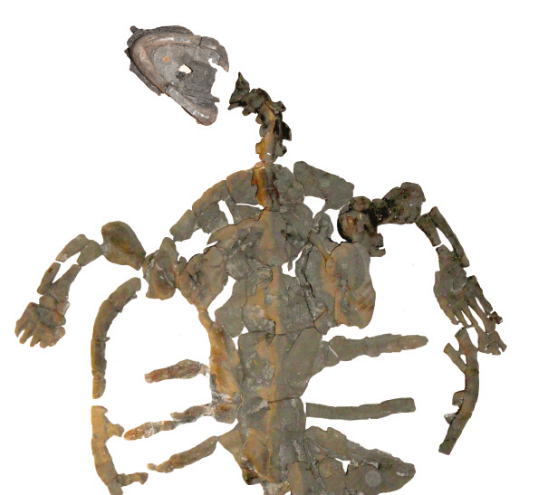 Esqueleto de Desmatochelys padillai sp. casi completamente preservedo. Imagen: © PaleoBios/Cadena.  Fuente: AlphaGalileo.