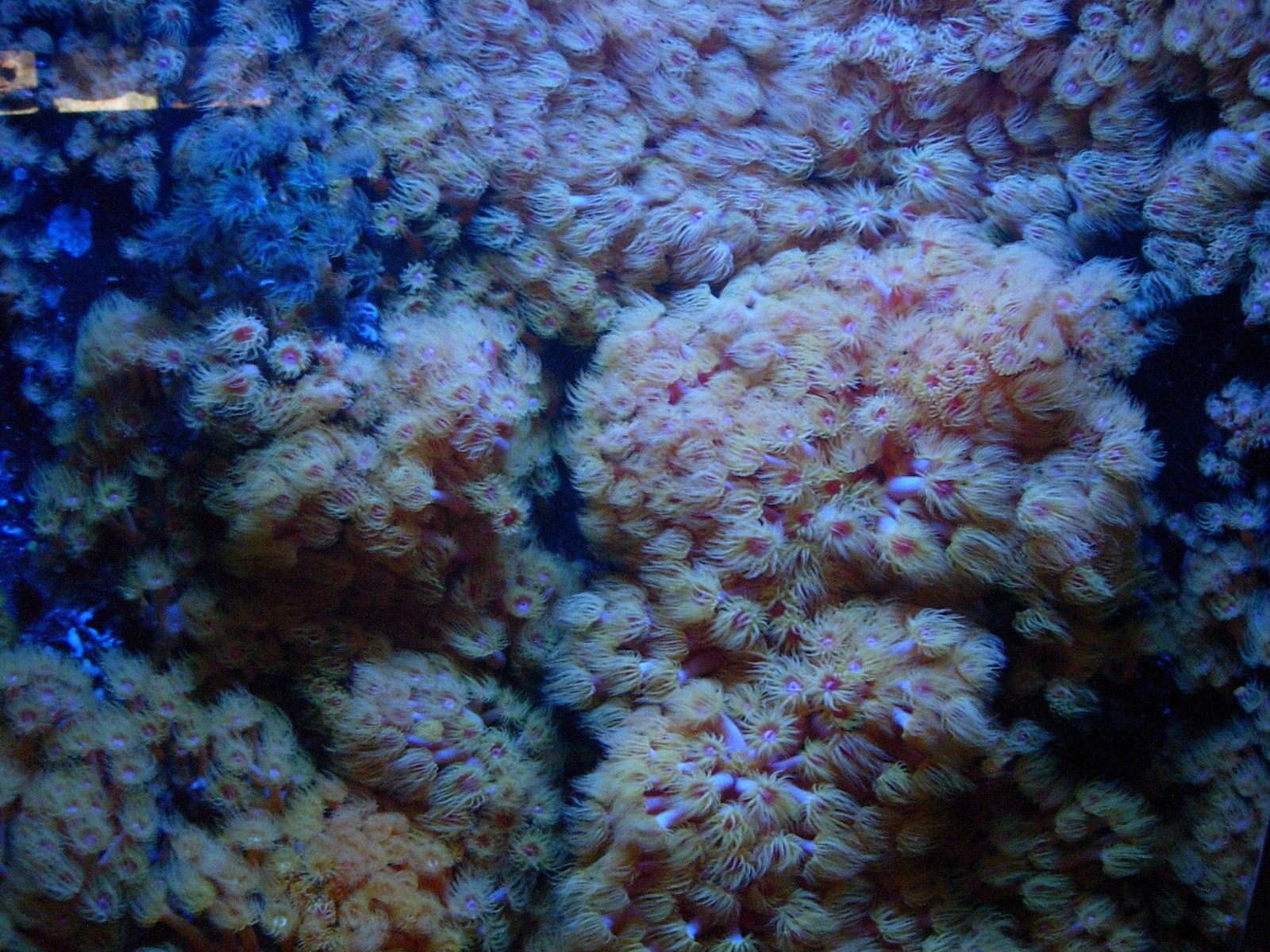 Los arrecifes coralinos, básicos para la alimentación de numerosas especies marinas, están amenazados por la acción humana, una tendencia que debe y puede invertirse. Imagen: Schnuffel.