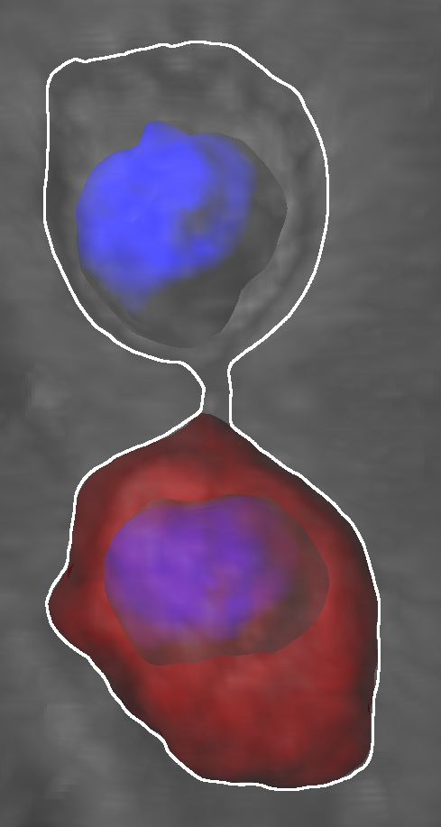 La división de las células madre neurales (señalada con una línea blanca) consiste en la formación de una barrera de difusión en el retículo endoplasmático, durante la división celular. La barrera asegura una proliferación apropiada. Fuente: UZH.