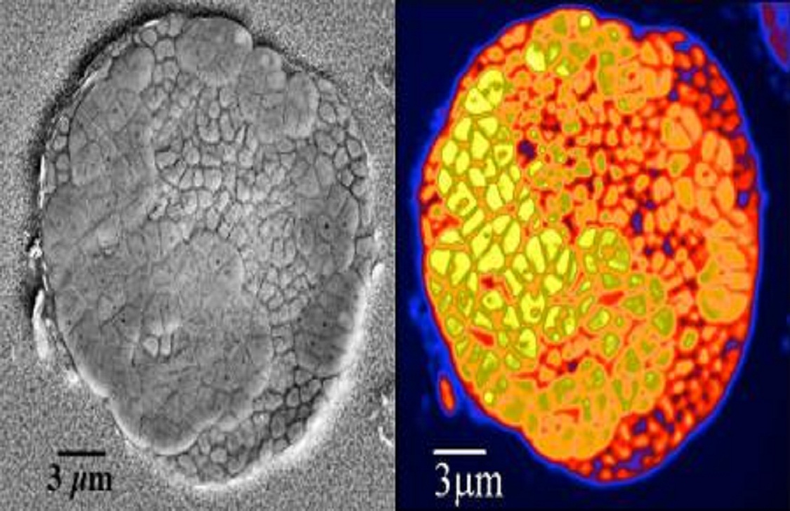 Microscopía electrónica (izquierda) y análisis nanoSIMS (derecha) de láminas de consorcios microbianos. Imagen: Shawn McGlynn. Fuente: Caltech.
