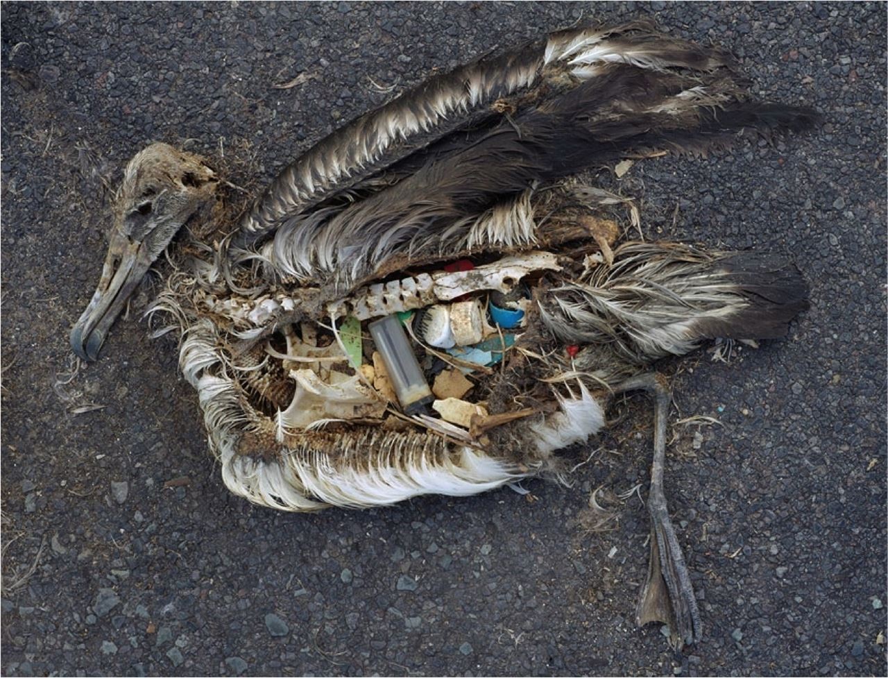 Albatros envenenado por plástico, de la campaña de Maqueda y Jordan. Imagen: Chris Jordan. Fuente: UPV.