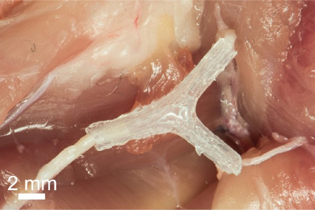 Este es un nervio de regeneración vía impresión 3D implantado en una rata, lo que le ayuda a mejorar la capacidad de caminar en 10 a 12 semanas después de la implantación. Fuente: Universidad de Minnesota Escuela de Ciencia e Ingeniería