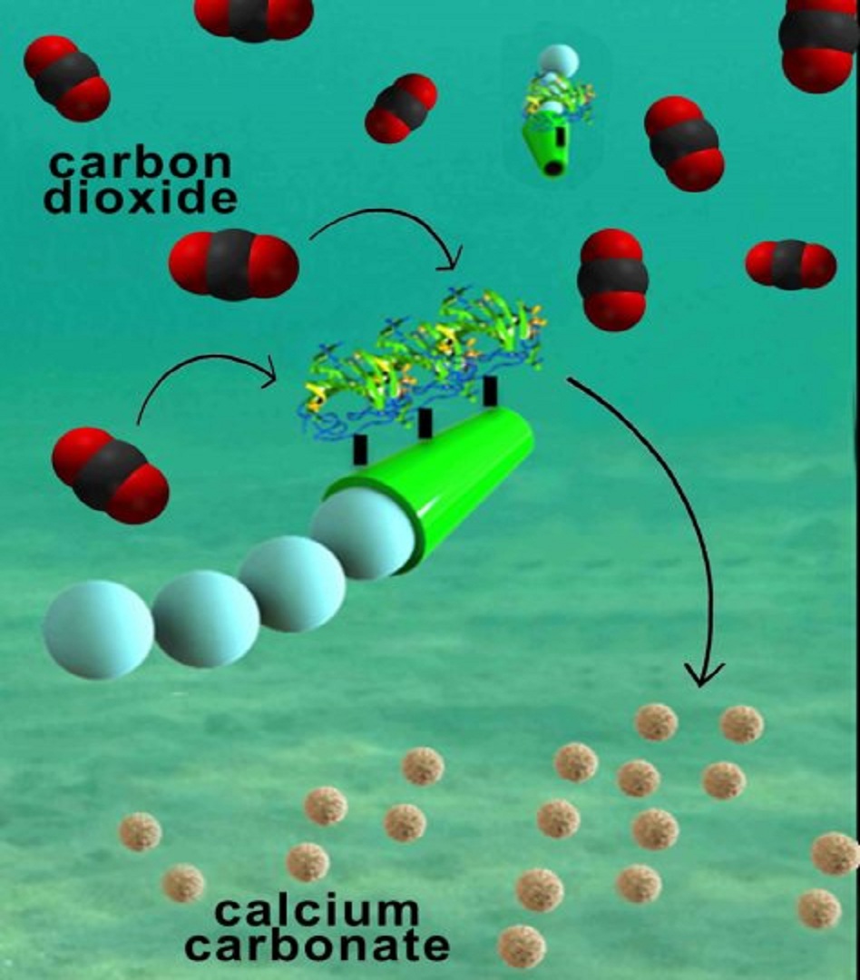 Nanoingenieros han inventado micromotores tubulares diminutos que eliminan eficazmente el dióxido de carbono de las aguas.  Imagen: Laboratory for Nanobioelectronics, UC San Diego Jacobs School of Engineering.