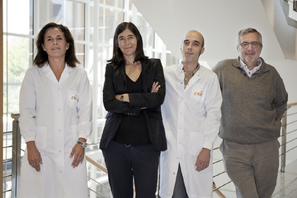 Los investigadores Paula Martínez, María Blasco, Oriol Calvete y Javier Benítez (de izquierda a derecha). Fuente: SINC/CNIO.