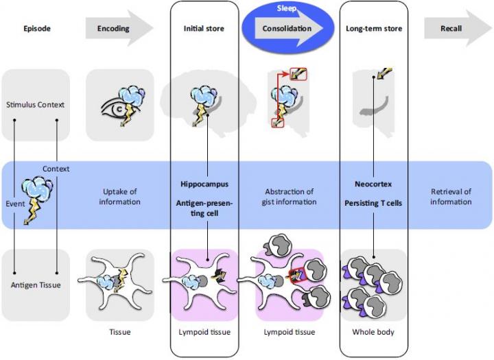 Modelo de formación de memoria en el sistema nervioso central y en el sistema inmune. Imagen:  Westermann et al. Fuente: Trends in Neurosciences/Eurekalert!