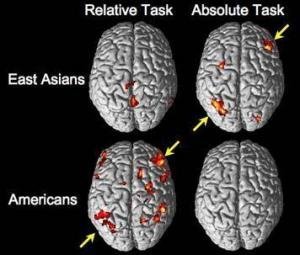 Actividad cerebral de asiáticos y americanos mientras hacían juicios perceptivos absolutos y relativos. Fuente: MIT.