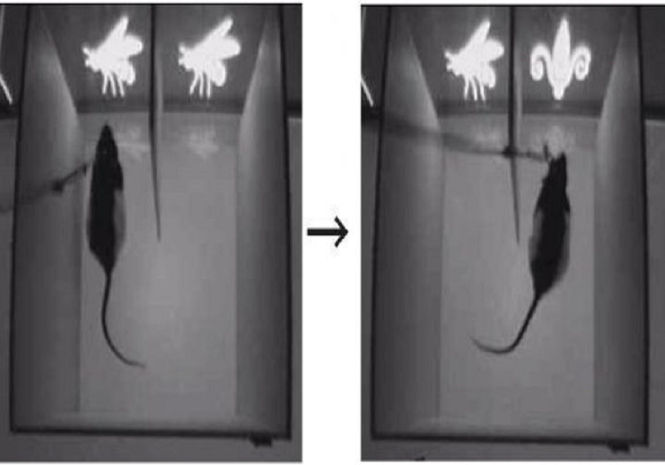 En los experimentos, los investigadores descubrieron que podían controlar el sentido de cada rata frente a imágenes nuevas o antiguas. Crédito: Burwell laboratorio / Brown University