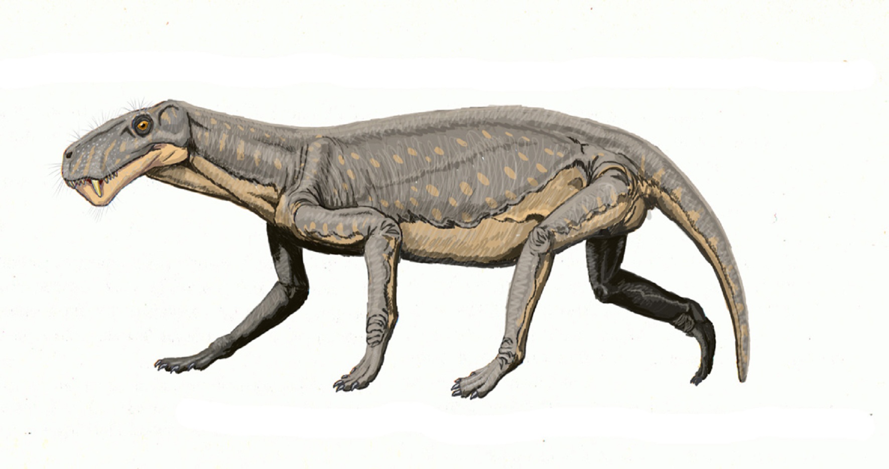 Lycaenops, un gorgonopsio, grupo que desapareció en la Gran Mortandad. Imagen: ДиБгд. Fuente: Wikimedia Commons.