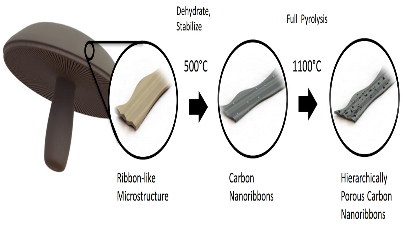 El esquema muestra cómo los hongos se convierten en material apto para ánodos de batería. Fuente: UCR