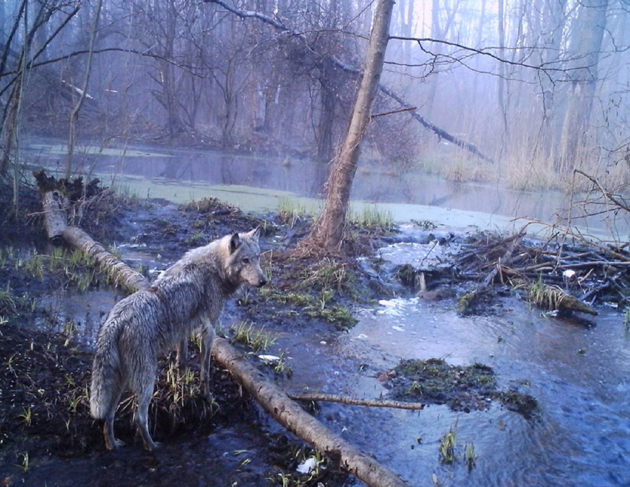Un ejemplar de lobo euroasiático (Canis lupus lupus) acecha en la zona afectada por la radiación en Chernóbil. Imagen: Sergei Gaschak.