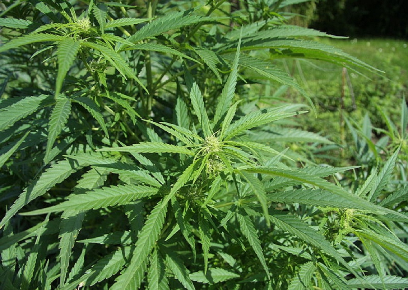 Planta de cannabis. Imagen: Chmee2. Fuente: Wikipedia.