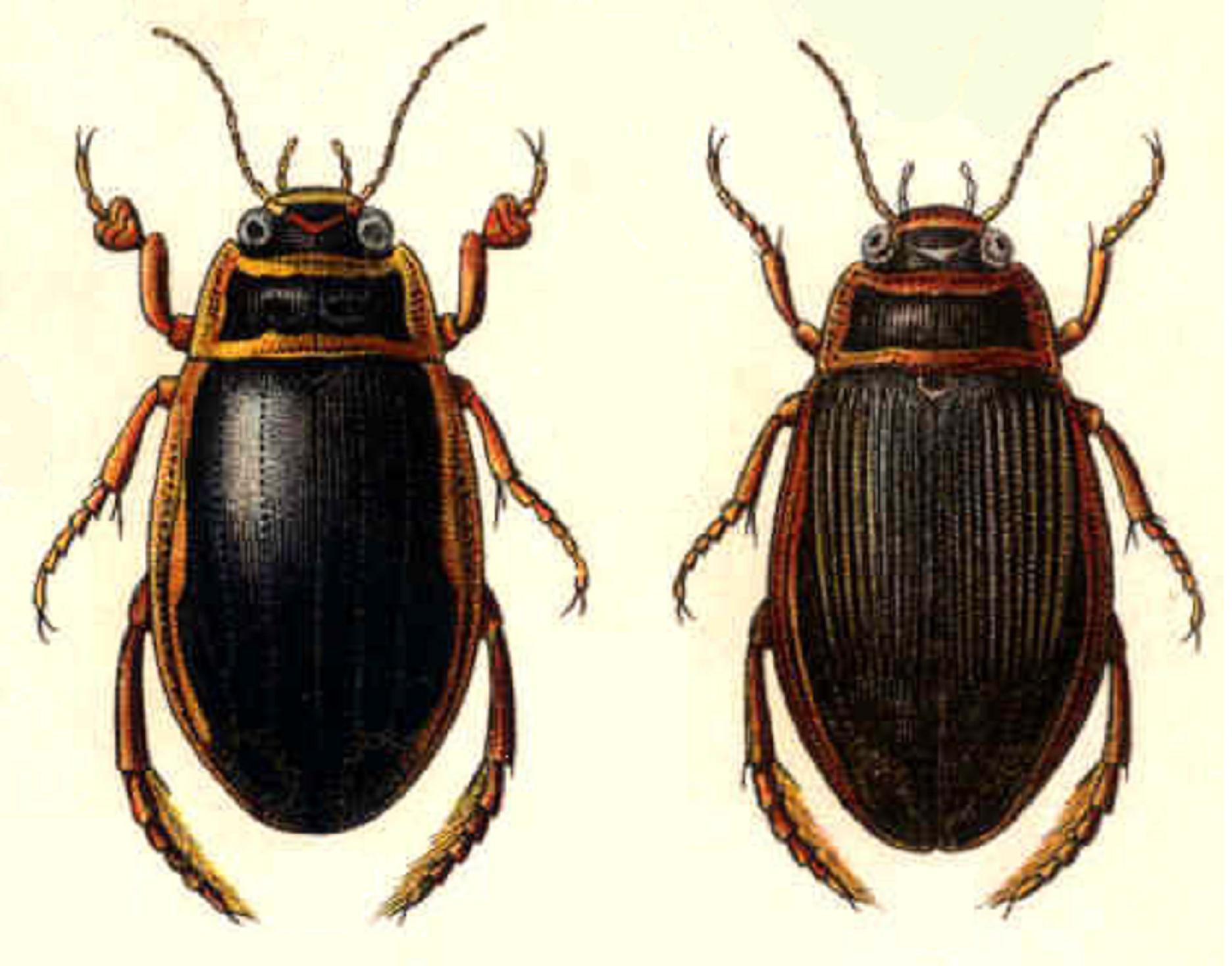 ‘Dytiscus marginalis’, macho y hembra. Imagen: Reitter_Dytiscus. Fuente: Wikimedia Commons.