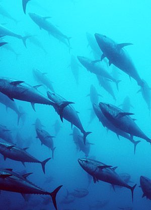 Un sistema informático previene el agotamiento de los recursos pesqueros